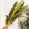 Bouquet plantes séchées verts