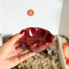 Coffret cadeau artisanal Assil burgundy