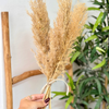 Bouquet plantes séchées beiges