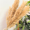 Bouquet plantes séchées beiges