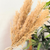 Bouquet plantes séchées beiges